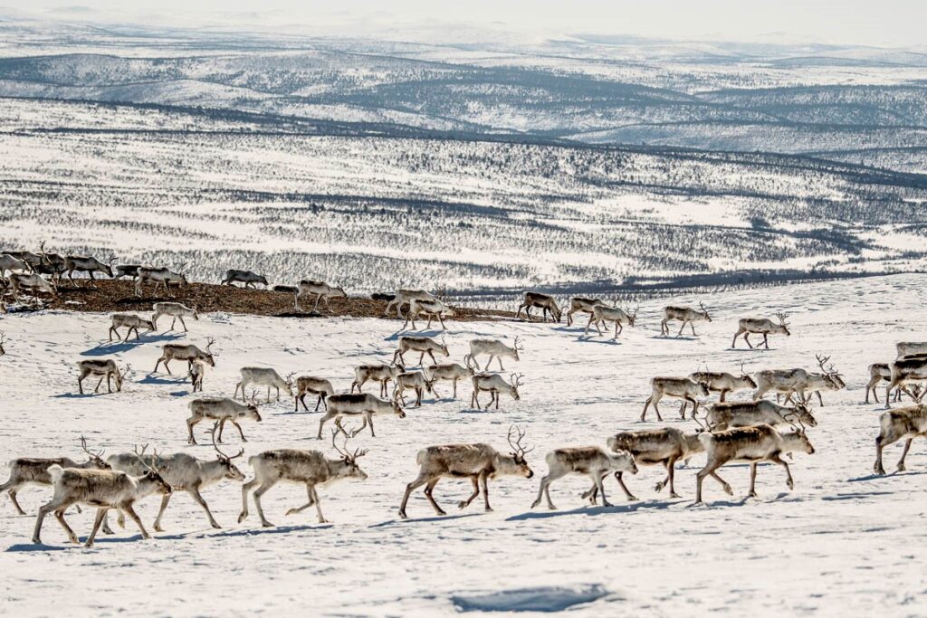 Un troupeau de cerfs se promenant dans un désert de neige.